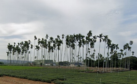 籬笆與田地界線（圖片來源：Google街景）