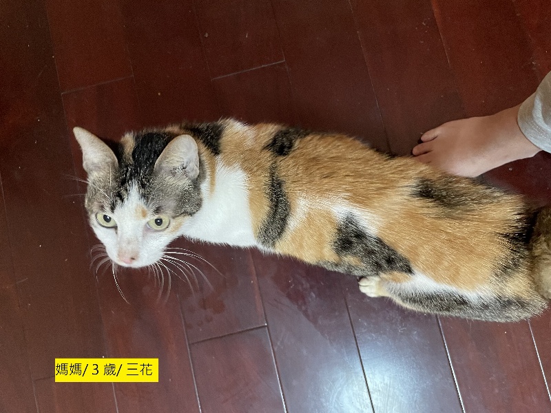 [認養/高雄or全台] 中途三貓找家